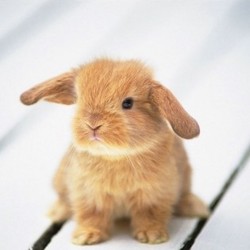 Rabbit's food